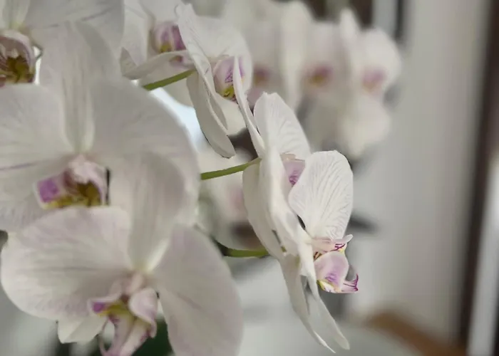 La Canopee Private * Nîmes